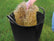 Faithfull 60 Litres Heavy-Duty Polyethylene Flex Black Tub FAIFLEX60B